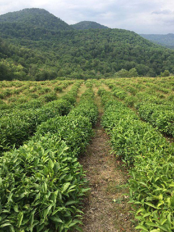 Ряды чайных кустов на холмистой плантации: аккуратные междурядья, зелёные растения на фоне холмов и лёгкой облачности, сельский чайный ландшафт.