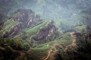 Почему у чая столько разных вкусов?