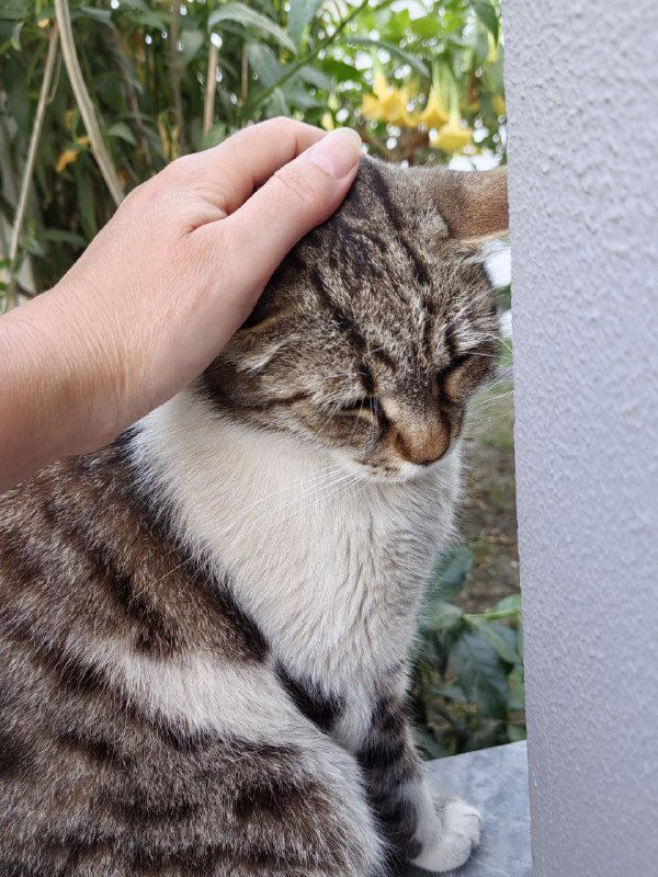 Рука ласкает голову той же полосатой кошки в уличном саду; кадр передаёт контакт, доверие животного и тёплую атмосферу взаимодействия.