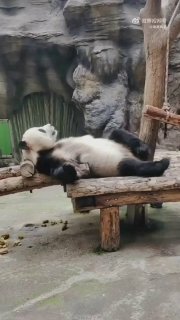 Панда лежит на деревянной скамье в вольере, вытянувшись на спине; кадр передаёт ощущение ленивого отдыха и расслабления.