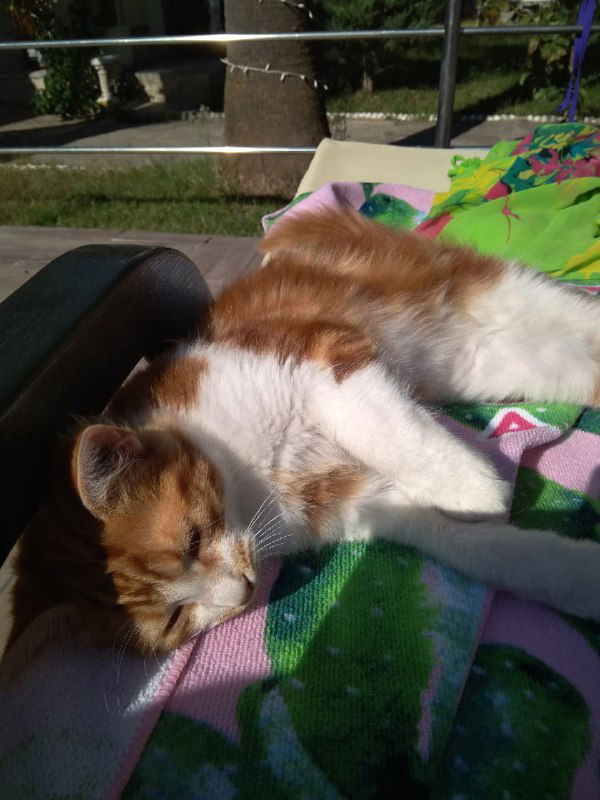 Немного о дневной сонливости