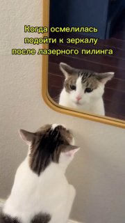 Мем с котом, который смотрится в зеркало после лазерного пилинга; изображение подчёркивает тревогу и процесс восстановления кожи после косметических процедур.