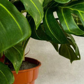 Фрагмент искусственной монстеры: плотные зелёные листья и нижняя часть горшка, демонстрирующие форму и фактуру пластика, близкий ракурс.