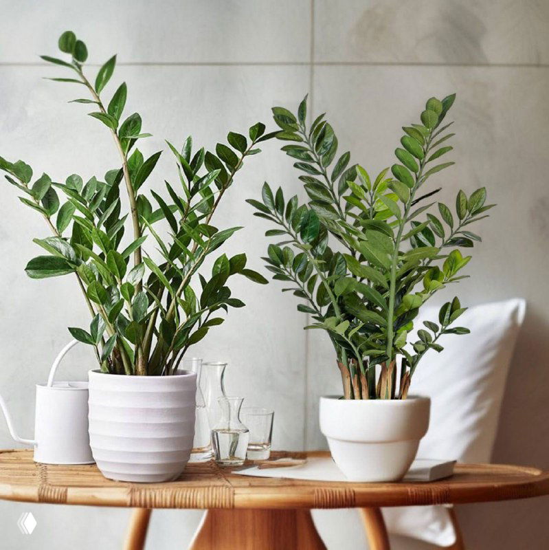 «А оно что искусственное?» — Замиокулькас