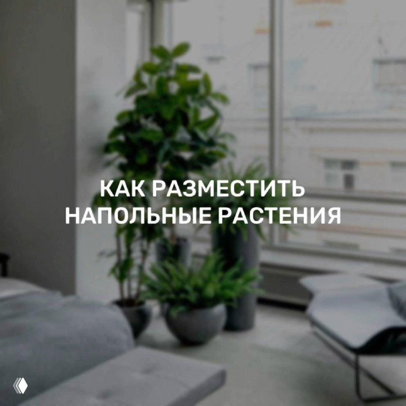 Как разместить напольные растения