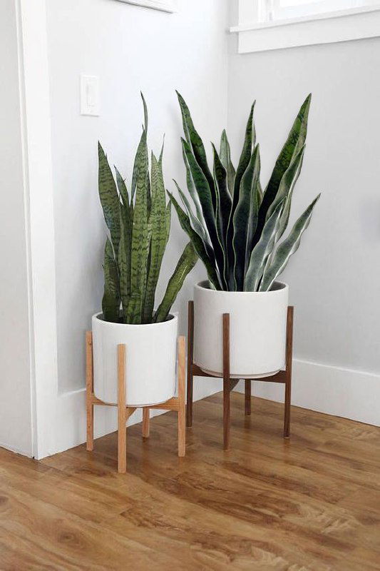 «А оно что искусственное?» — Сансевиерия