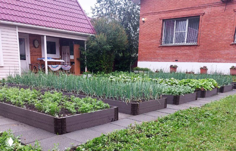 Несколько высоких грядок из ДПК рядом с домом: лук, зелень и другие овощи, аккуратные ряды на дачном участке.