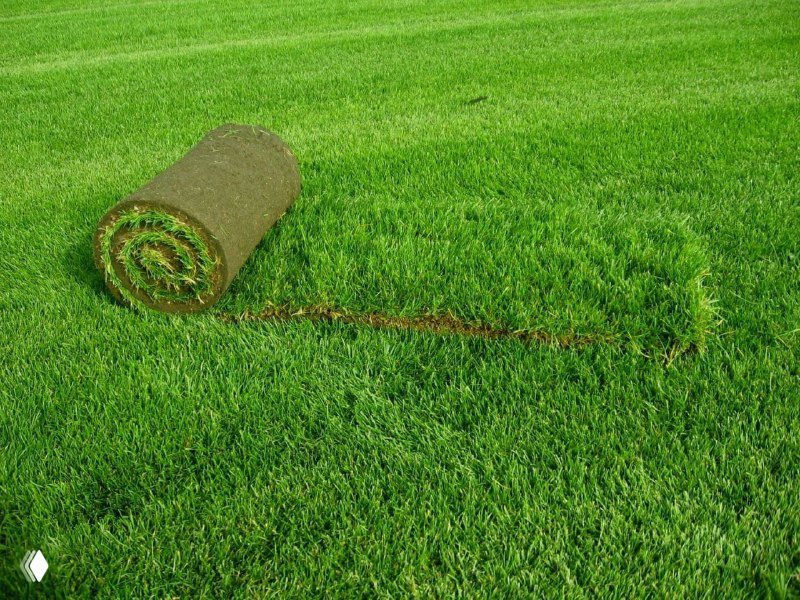 Крупный план срезанного рулона газона на зелёном поле: рулон готов к транспортировке и укладке на участке.