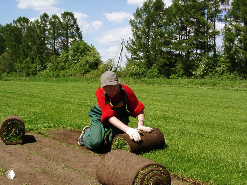 Рабочий в перчатках раскатывает рулоны газона на участке: ручная укладка и подготовка газонного покрытия на месте.