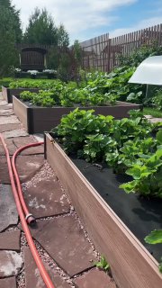 Сборные приподнятые грядки из ДПК на дачном участке с зелёными растениями и клубникой, видна садовая дорожка и поливочный шланг