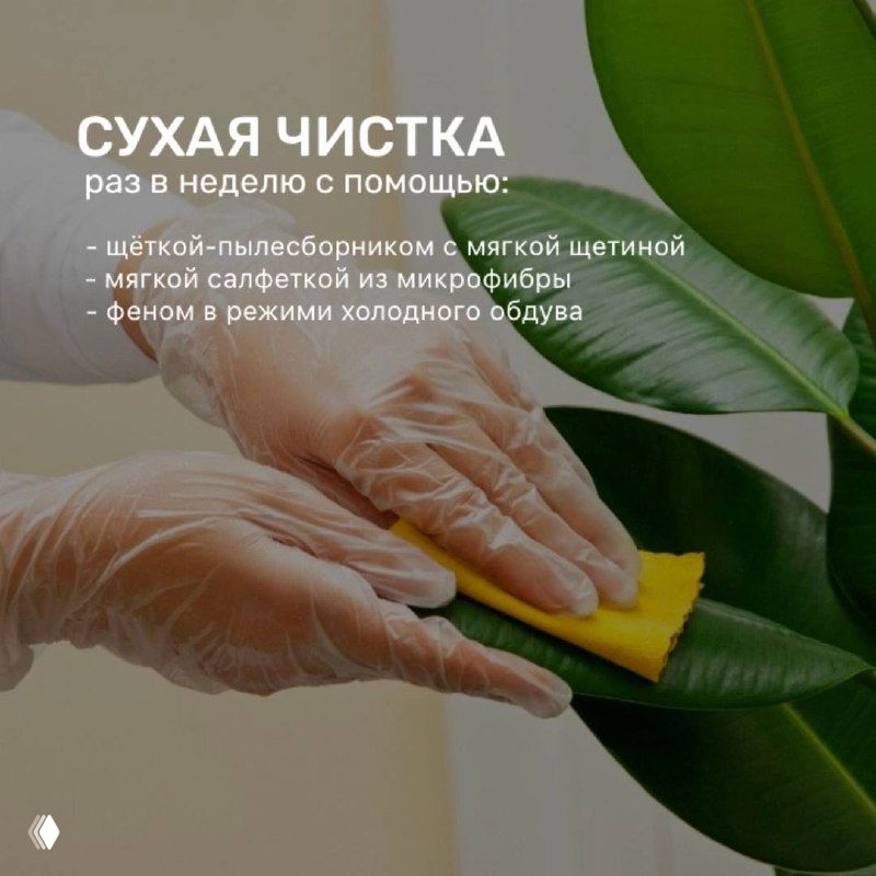 Рука в перчатке протирает лист искусственного растения мягкой салфеткой — пример сухой чистки и ухода за поверхностью.
