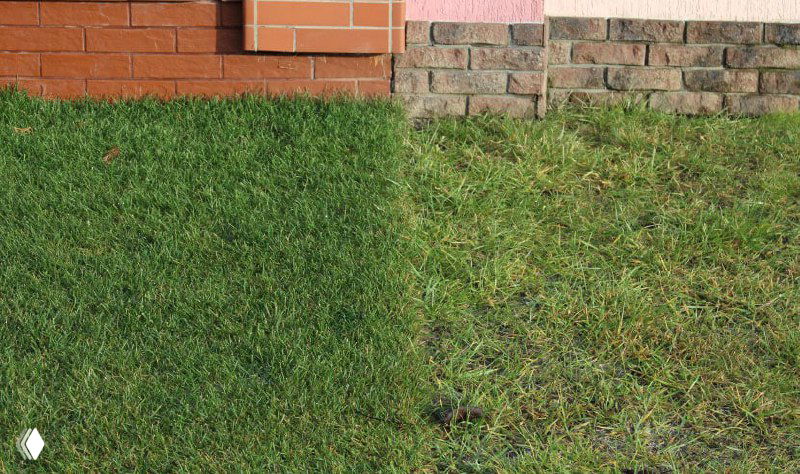 Посеять или постелить? Какой газон выбрать для дачи