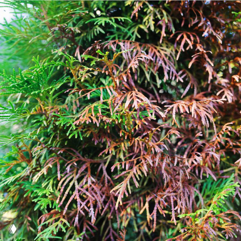 Зимой и летом одним цветом? Искусственная туя