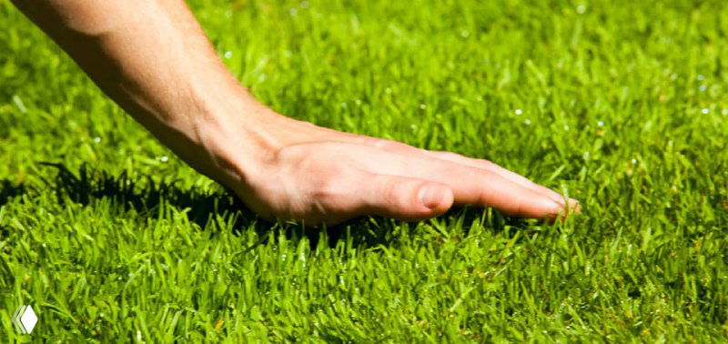 Как сохранить газон зелёным весь сезон?