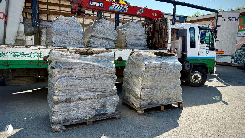 Рулонный газон — зелень «прямо сейчас»