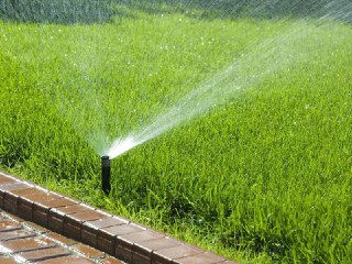 Рулонный газон пожелтел через неделю?