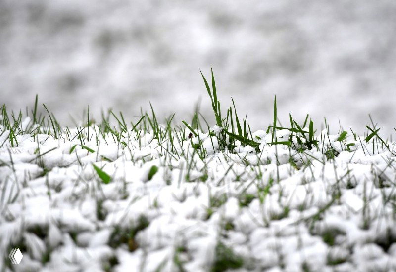 «А газон зимой не замёрзнет?» — зимовка рулонного газона