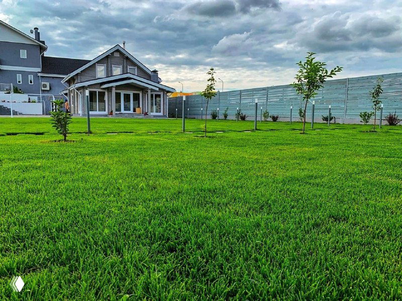 Лето в разгаре — газона всё ещё нет?