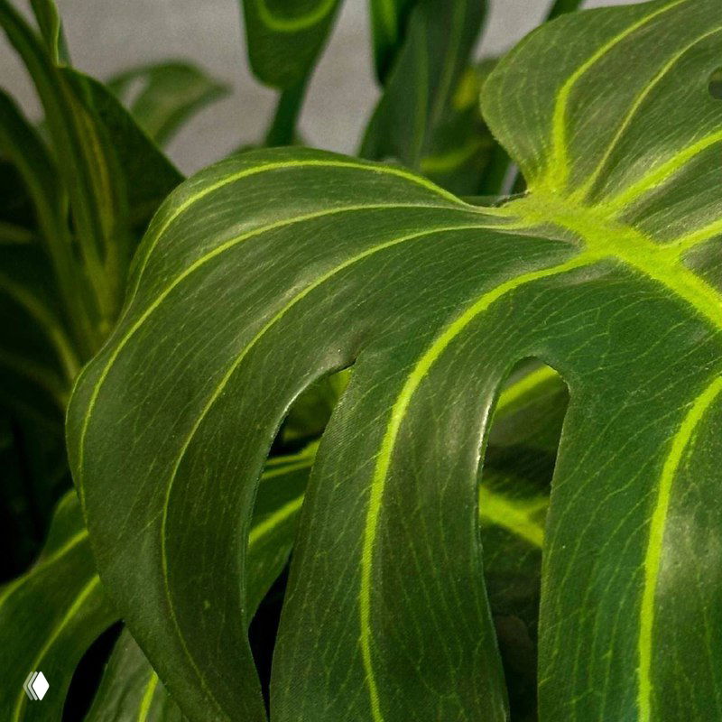 Искусственная монстера — безопасная альтернатива