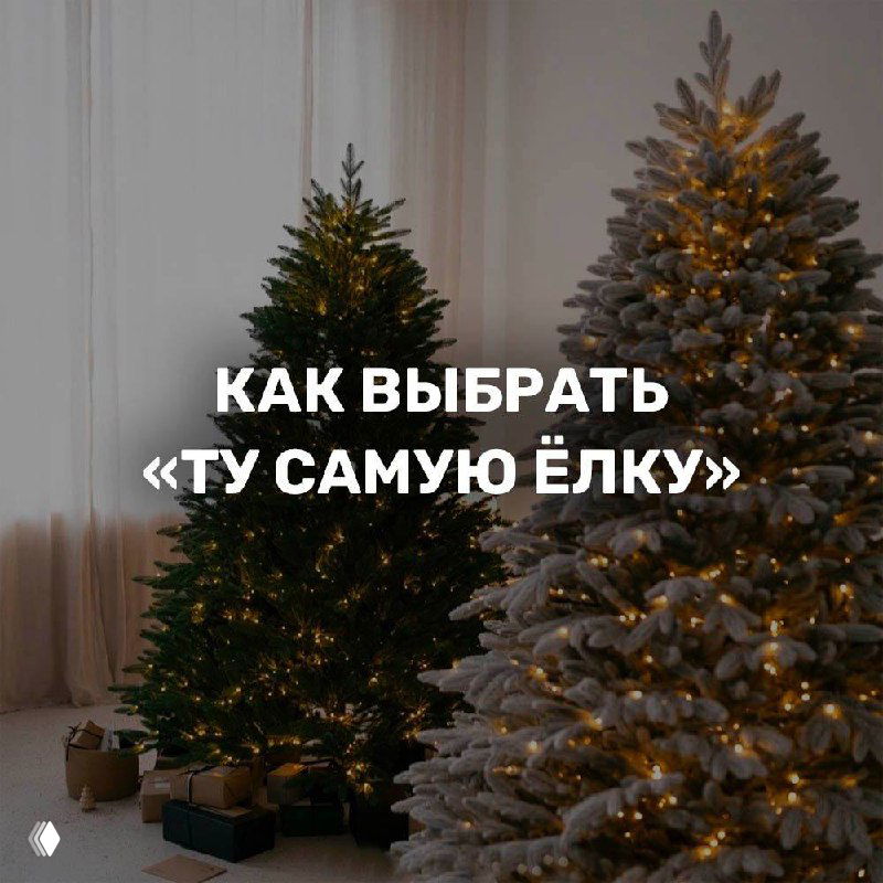 Как выбрать “ту самую” ёлку?