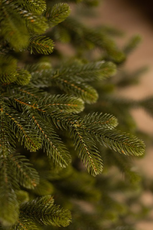 Макро‑кадр ветви ёлки «Люблинская» с акцентом на естественную плотность хвои и лёгкое свечения зелёных кончиков иголок.