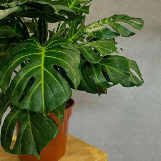 Искусственная монстера в терракотовом горшке на фоне серой стены: несколько крупных листьев с характерными отверстиями и выраженной жилкой.