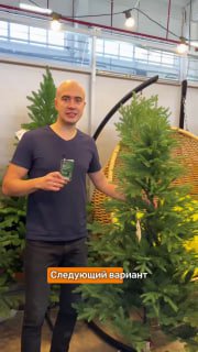 Фото: мужчина держит в руках небольшую открытую ёлку в контейнере, рядом видны другие модели — демонстрация варианта для небольших помещений.