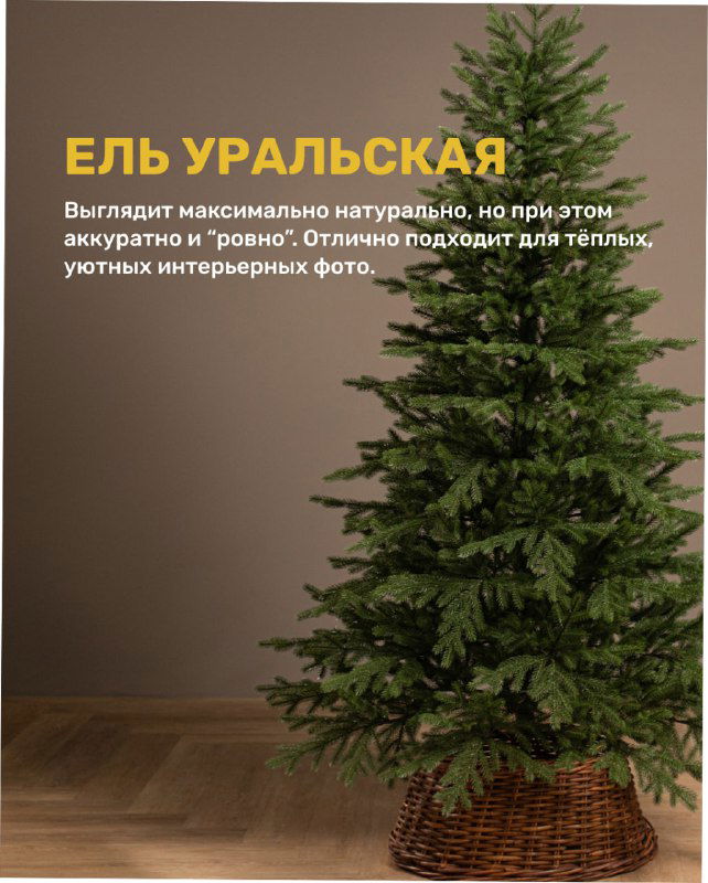 Фотография модели «Уральская»: высокое дерево с ровными ветвями на нейтральном фоне, подходит для тёплых интерьерных фотосессий.