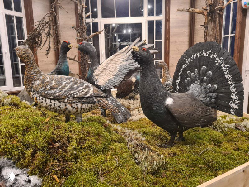 Внутренний экспонат музея: фигурки глухарей, собранные из сухих брусочков и досочек, выставлены на мшистой подставке для демонстрации разнообразия вида.