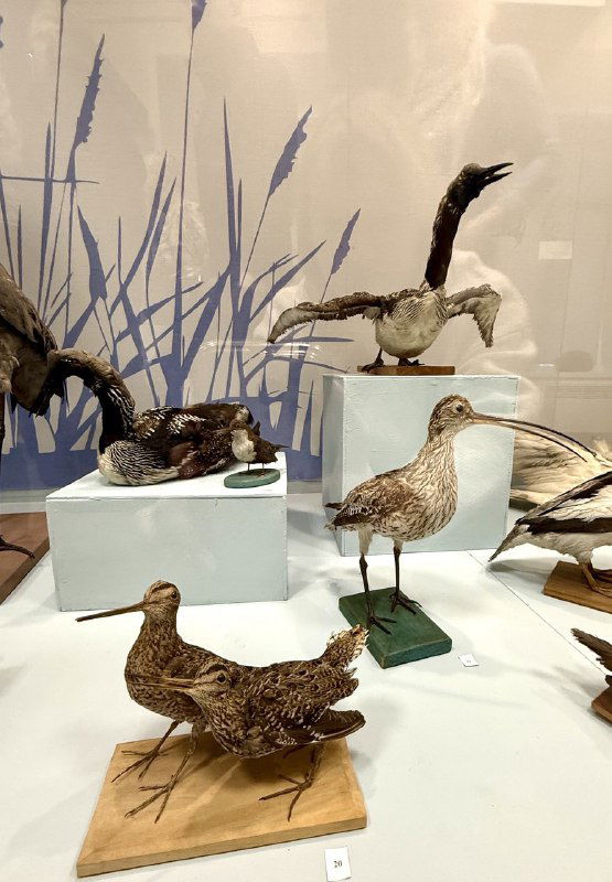 Витрина с чучелами птиц и экспонатами природы Пинежья — виды птиц, представленные в краеведческой экспозиции музея.