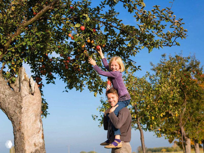 Гороскоп друидов: знак Яблони