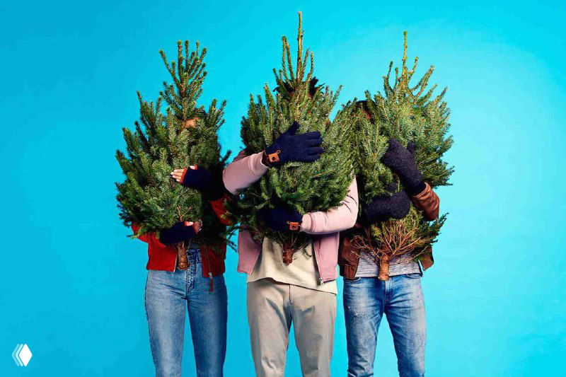 Пихта: высокий дух в строгом стебле