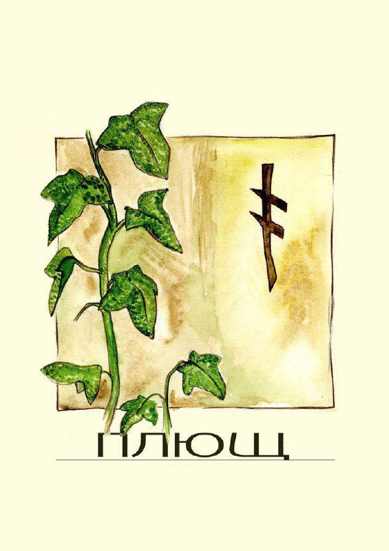 Gort (Плющ): привязанность и опора