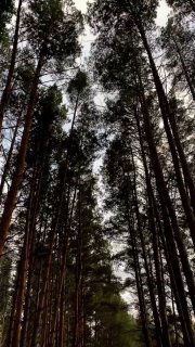 Вертикальный снимок соснового леса с высоким ракурсом между стволами, передаёт атмосферу маршрута для квадроциклов и снегоходов в Челябинске.