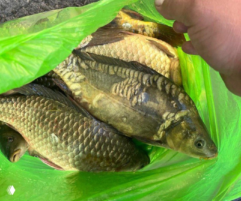 КУРЛАКИ (Глинки), 1 сентября