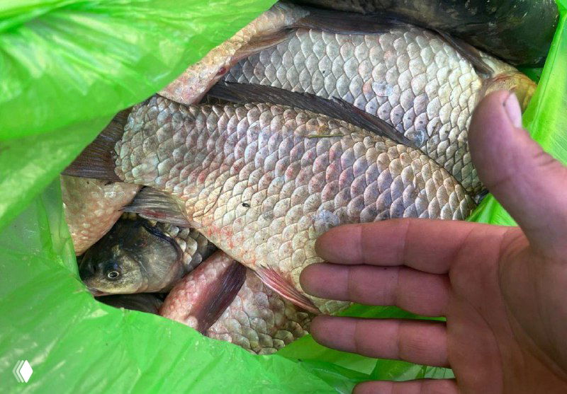 Крупный план чешуи и тела карася в пакете; рука указывает на размер рыбы, иллюстрация общего ночного улова на платнике.