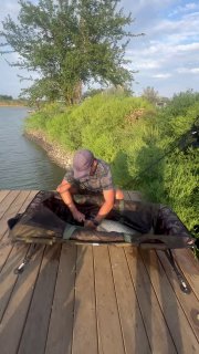 Мужчина на деревянном причале удерживает крупную рыбу в мате для взвешивания; видна вода, прибрежная растительность и летнее небо на заднем плане.