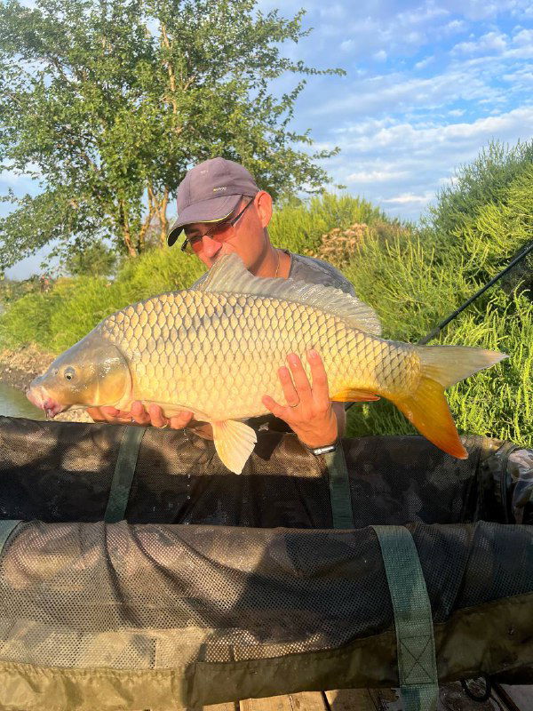 Рыбак держит крупного карпа горизонтально на мате; солнечный свет подчёркивает чешую и золотистый оттенок рыбы, вокруг — кусты и вода.