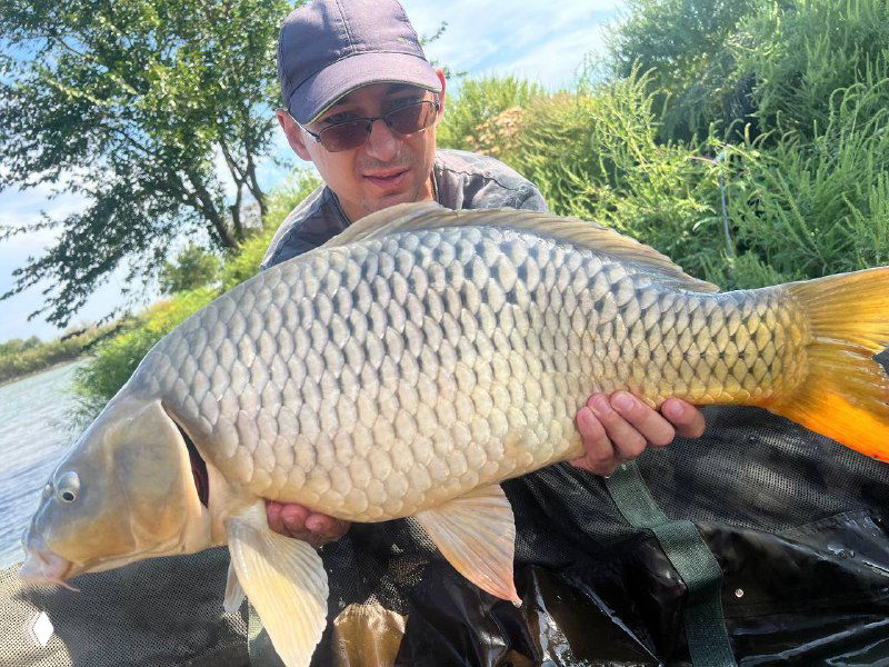 Крупный план карпа в руках рыбака: хорошо видна чешуя, плавники и текстура рыбы на фоне матa и зелёных кустов у воды.