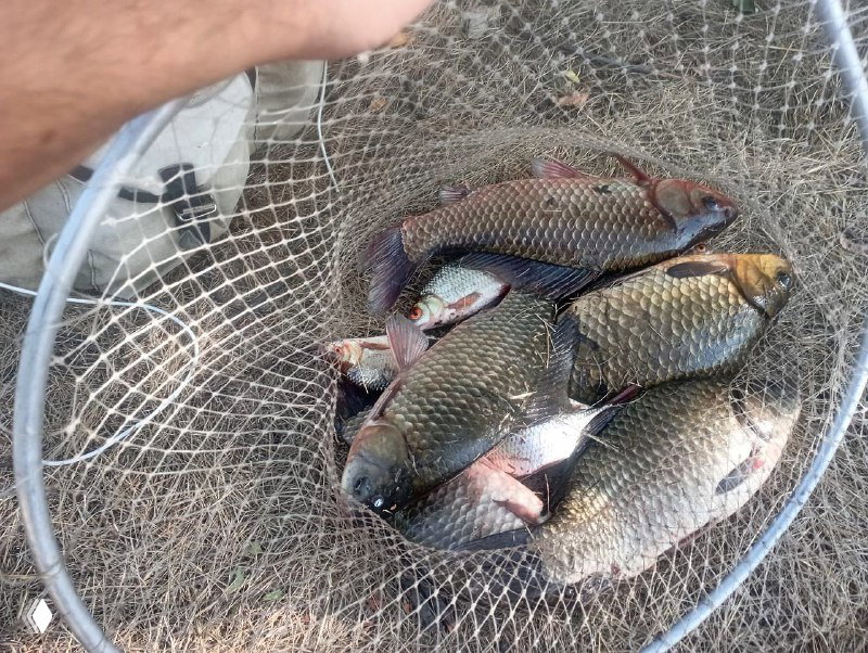 Платная рыбалка Киреевка (Киреевский пруд)