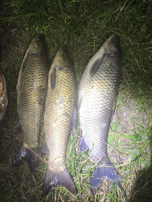 Три крупных амура лежат на траве и подсвечены фонарём или вспышкой ночью; видно чёткую чешую и крупные размеры добычи после вечерней ловли.
