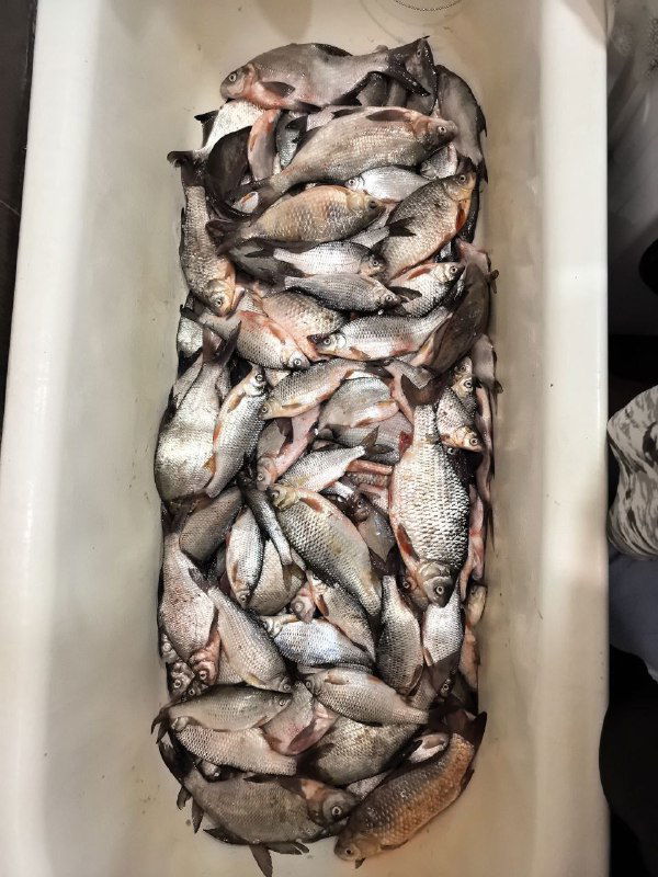 Пластиковая ёмкость, заполненная множеством средних рыб (карась/плотва), фотография сверху демонстрирует объём и плотный уклад пойманной рыбы.
