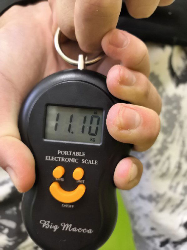 Крупный план электронных весов с показанием 11.10 кг, держат рукой над сумкой или контейнером; фокус на общей массе улова.