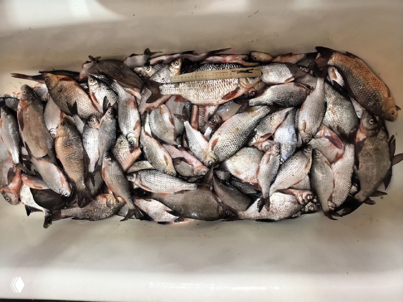 Плотно уложенные рыбы в большой пластиковой коробке, вид снизу — демонстрация общего объёма и количества пойманных экземпляров после выезда.