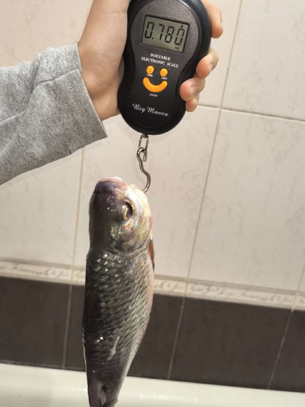Отдельная рыба подвешена на электронных весах с показанием около 0.780 кг; крупный кадр для иллюстрации среднего размера трофея.