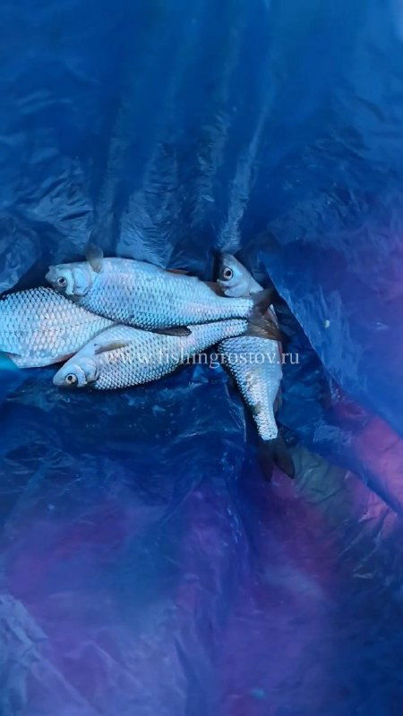 Пойманная тарань в сумке или мешке — несколько мелких рыбок на синем фоне, результат утренней ловли на опарыша и мотыля.