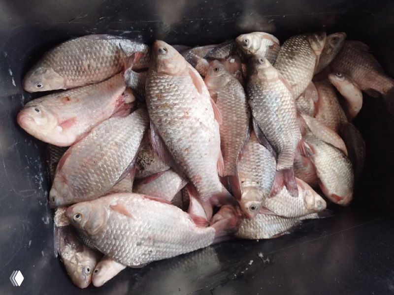 Рыбалка Цимла, Столбы