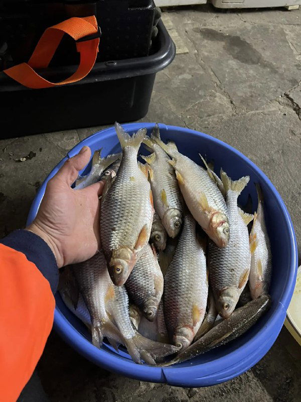 11.02 Рыбалка Маныч, Лиманский