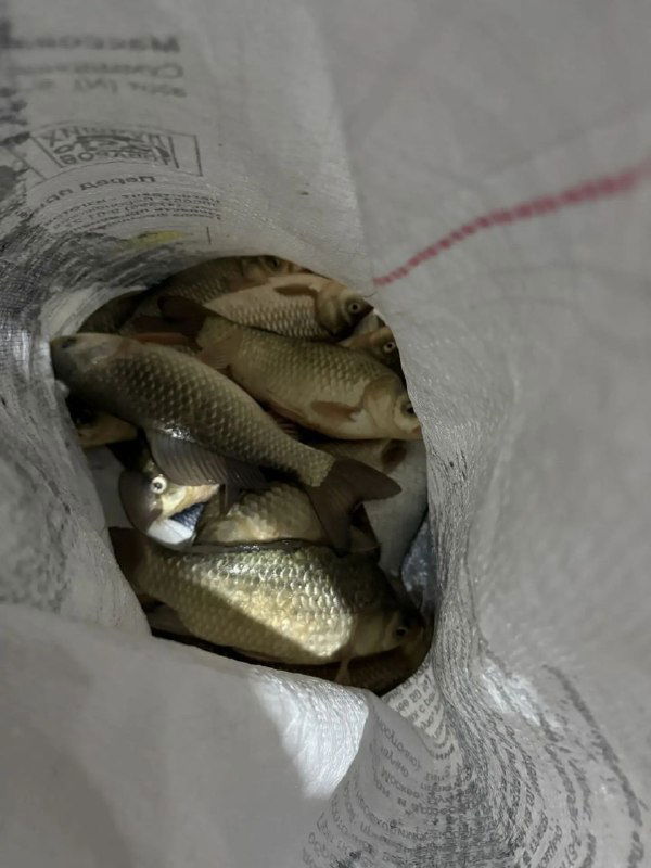 Вид внутрь мешка: несколько карасей и плотва в мешке после рыбалки на Маныче, на фото видно количество и размер рыб.