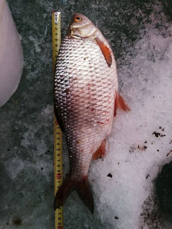 Крупный лещ, уложенный на лед рядом с измерительной рулеткой — трофейная рыба после ловли на матыль и коровье вымя в Большой Садковке.